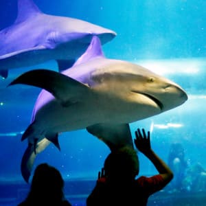 Oklahoma Aquarium